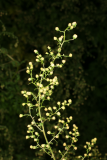 Artemisia annua RCP10-09 061.jpg